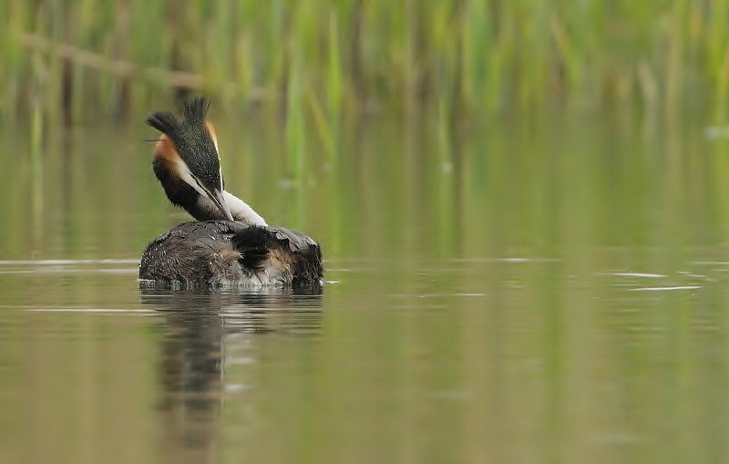 oiseau407.jpg