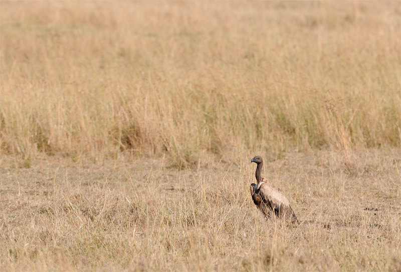 DSC_1593.jpg