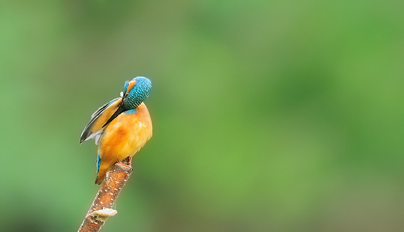 oiseau438-13B.jpg