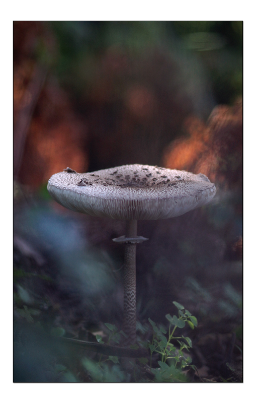 DSC09928-copie.jpg