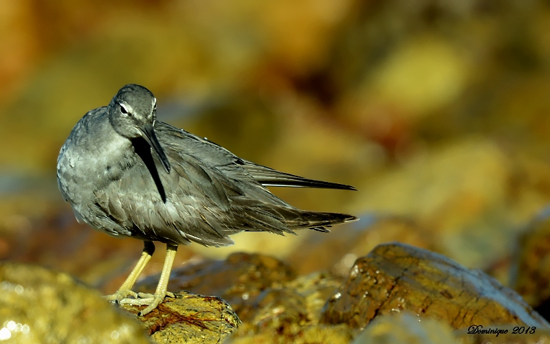 DSC_6164.JPG