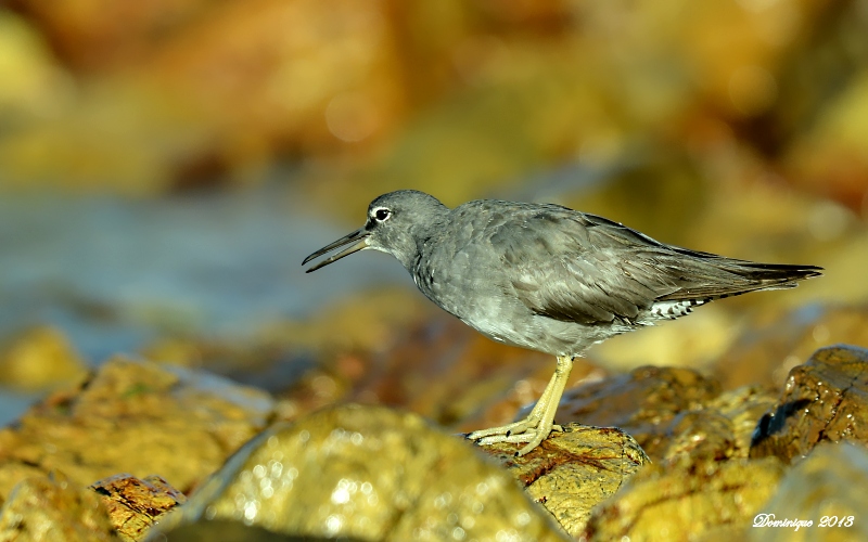 DSC_6157.JPG