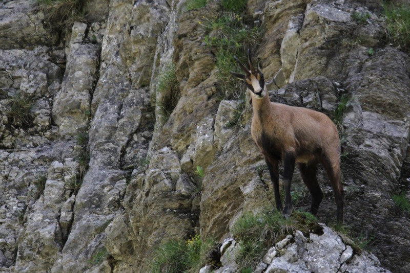 chamois3.JPG