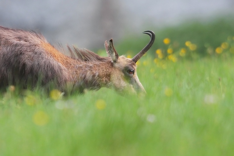 Chamois2expo.jpg