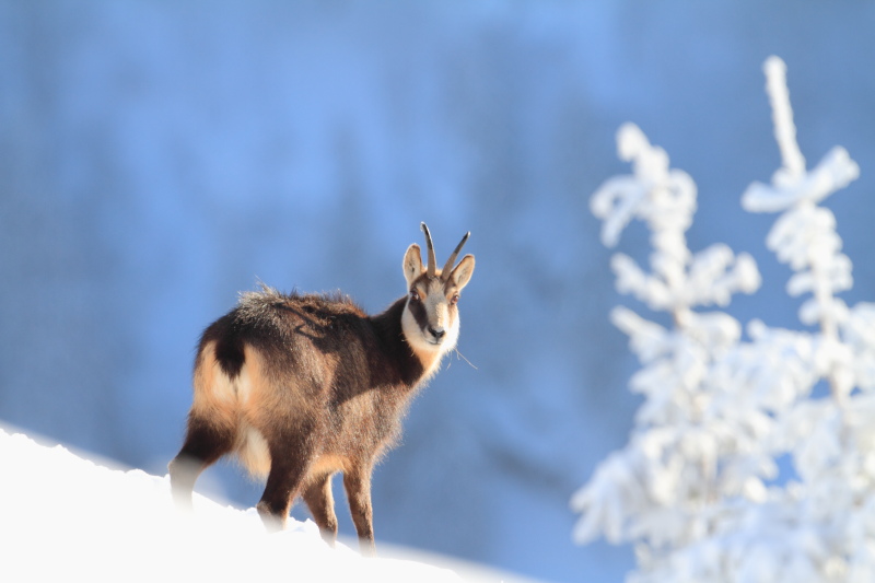 Chamois 2.JPG