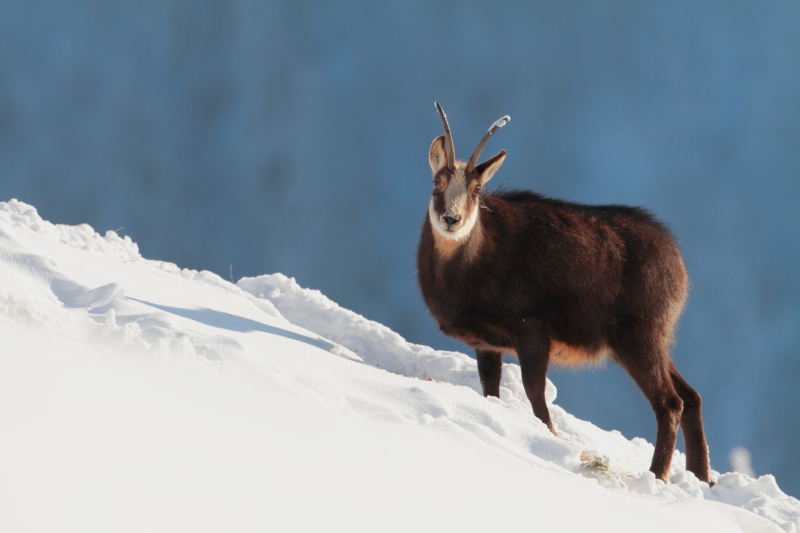 Chamois 3.JPG