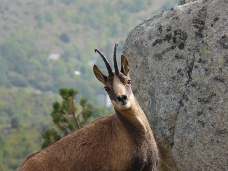 chamois après chasse photographique aux cerfs.jpg