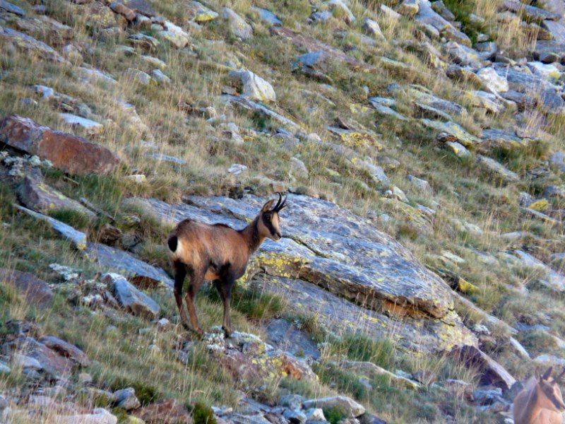 chamois au canigou.jpg