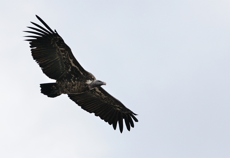DSC_1788.jpg