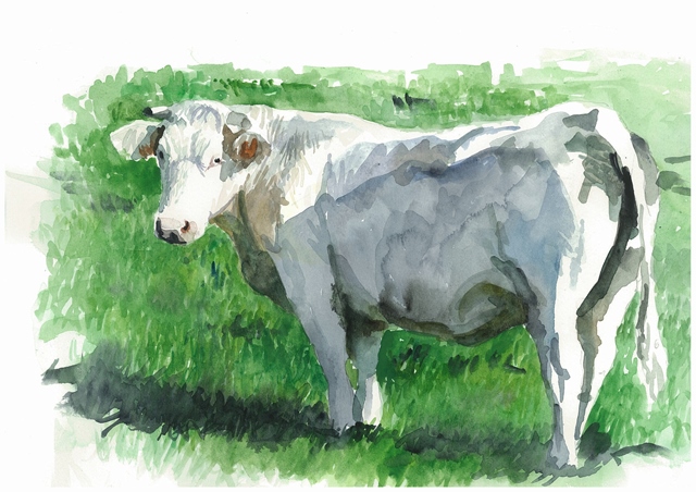 vache Audubon web.jpg