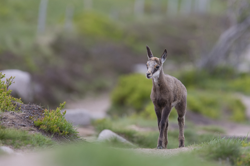 Chamois-1.jpg