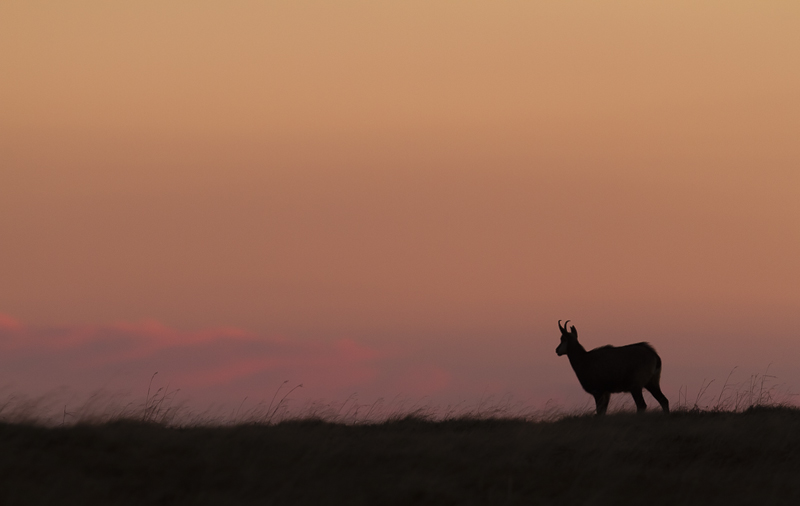 Chamois-3.jpg