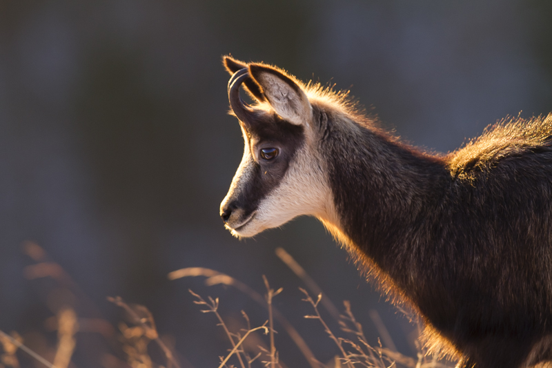 Chamois-5.jpg
