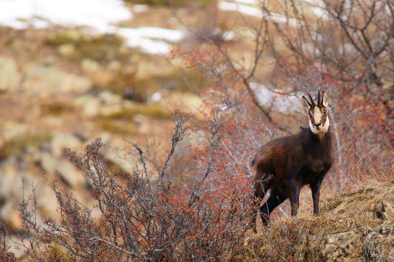 Chamois Dormillouse.jpg