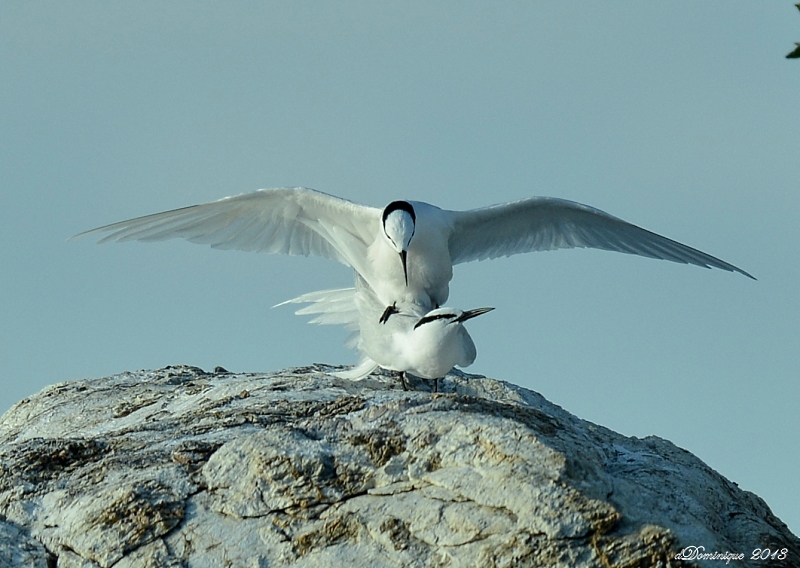 DSC_6344.JPG