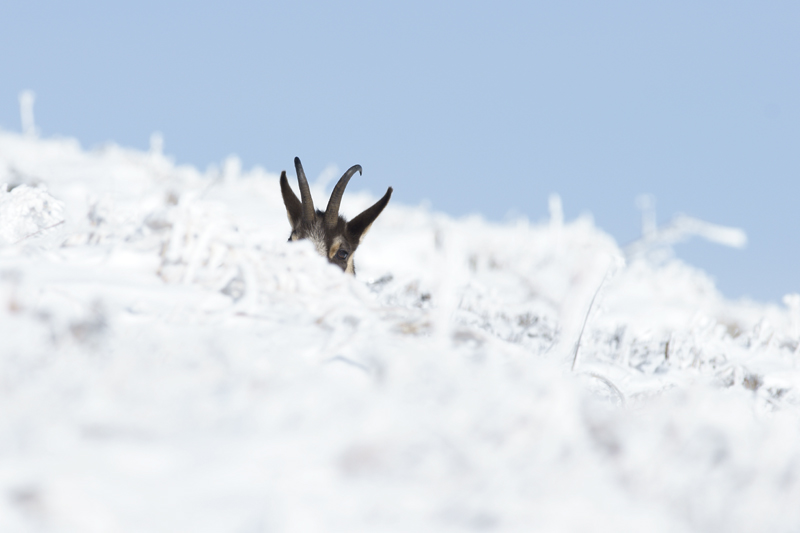 chamois 29 10 2012 DSC0633.jpg