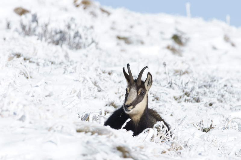 chamois 29 10 2012 DSC0663.jpg