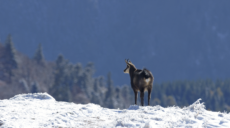 chamois 29 10 2012 DSC0699.jpg