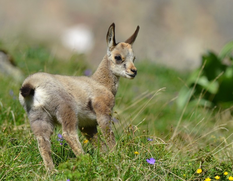 chamois 12020 100.jpg