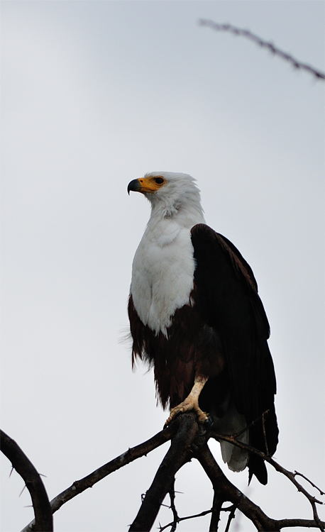 DSC_2136.jpg
