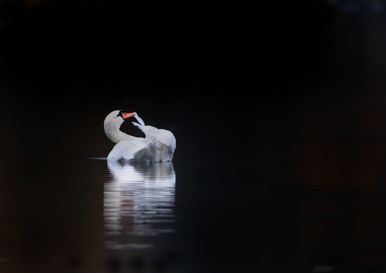 oiseau0117.jpg