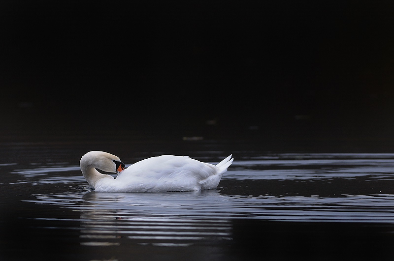 oiseau0119.jpg