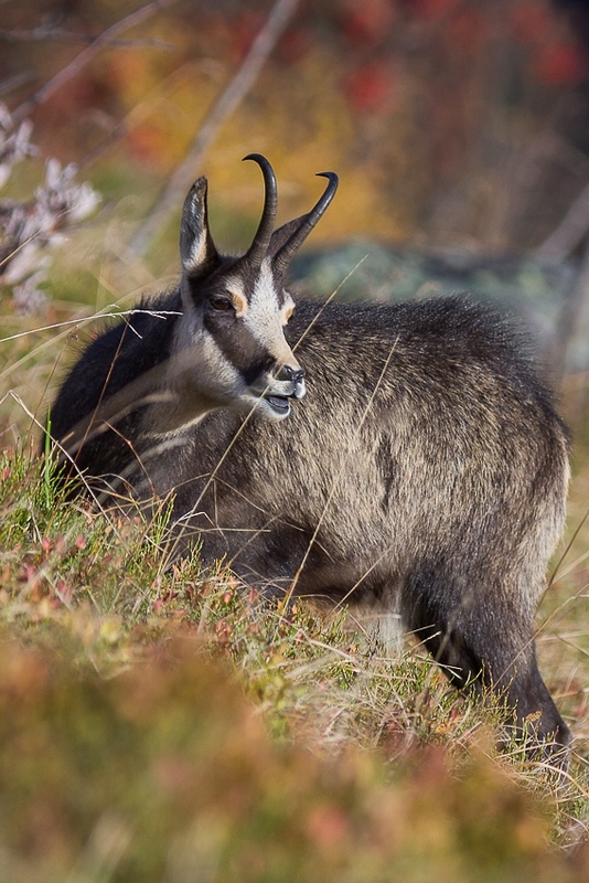 Chamois-112.jpg
