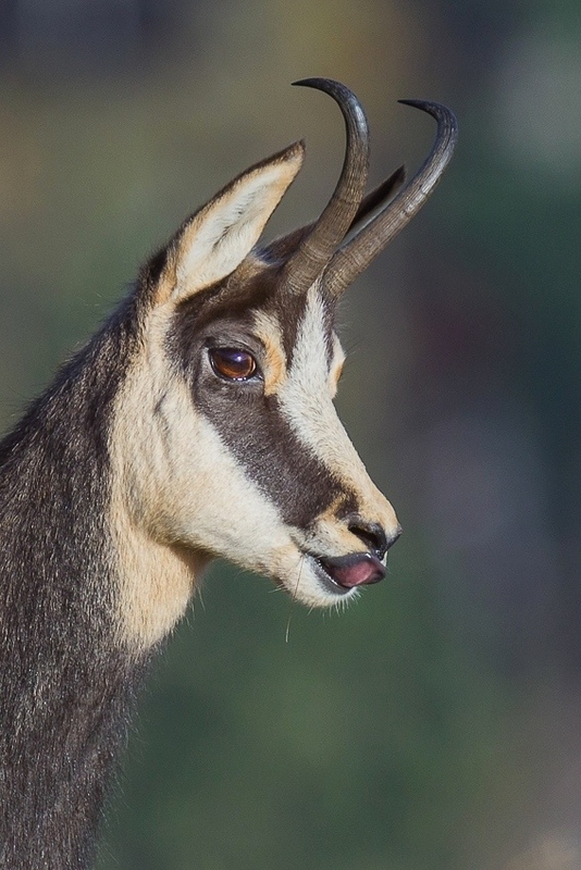 Chamois-152.jpg