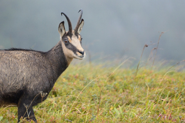 02 Hohneck chamois_01.JPG