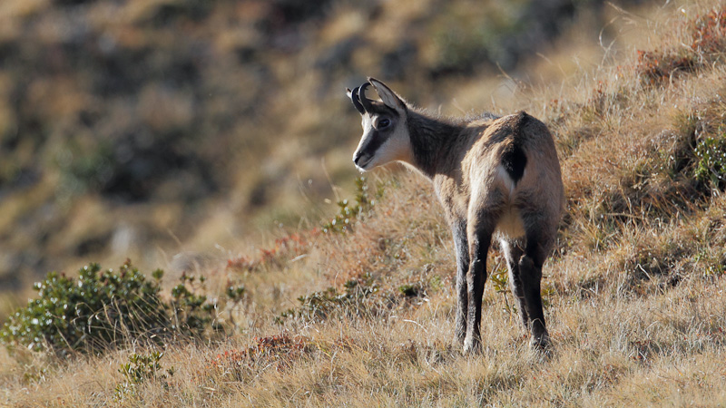 Chamois-1.jpg