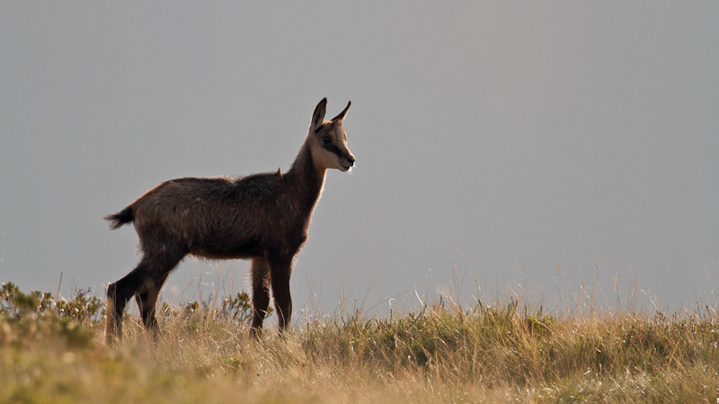 Chamois-1-3.jpg