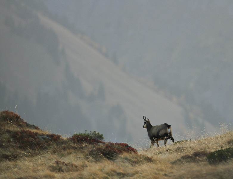 Chamois-1-6.jpg