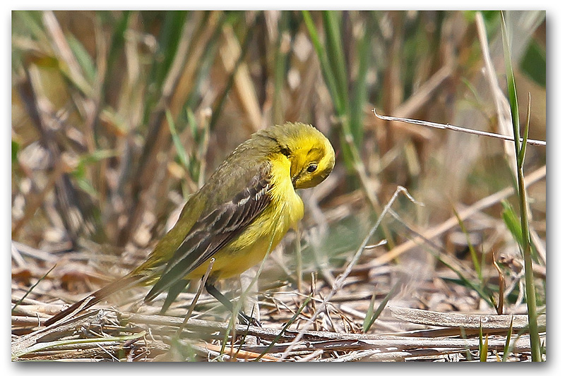 Bergeronnette flavéole  ( Motacilla flava flavissima ) M13 copie.jpg