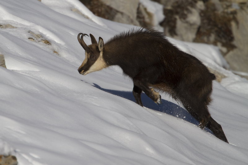 Chamois1.JPG