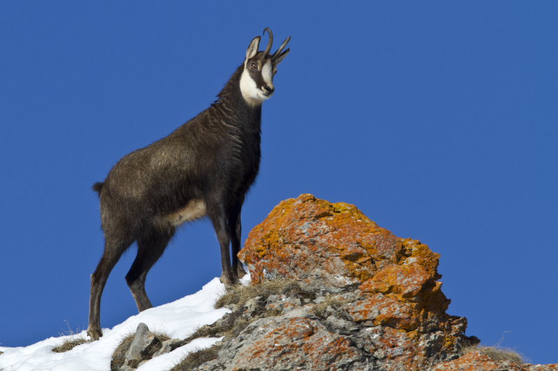 Chamois2.JPG