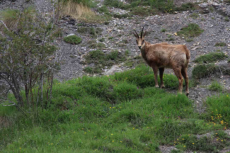 Chamois 1 Lac d'Allos.jpg