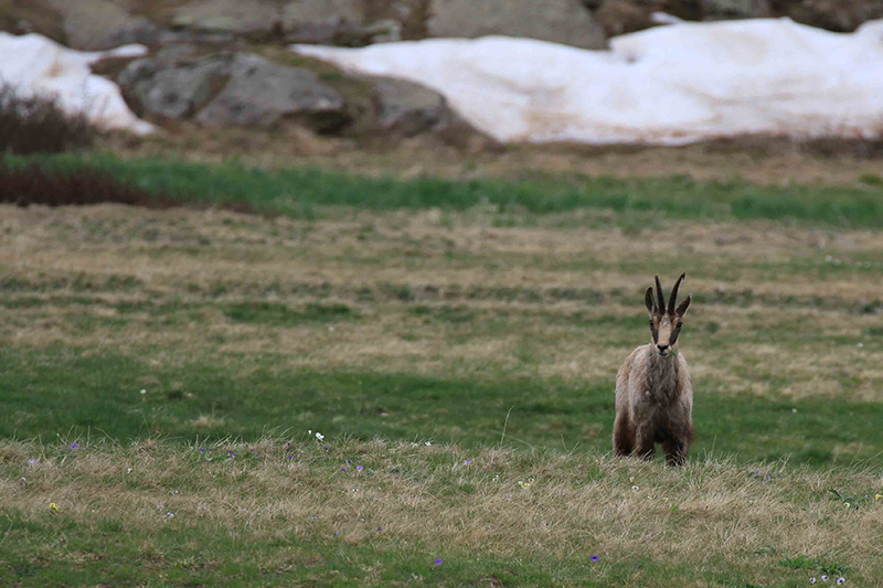 Chamois 2 Lac d'Allos.jpg