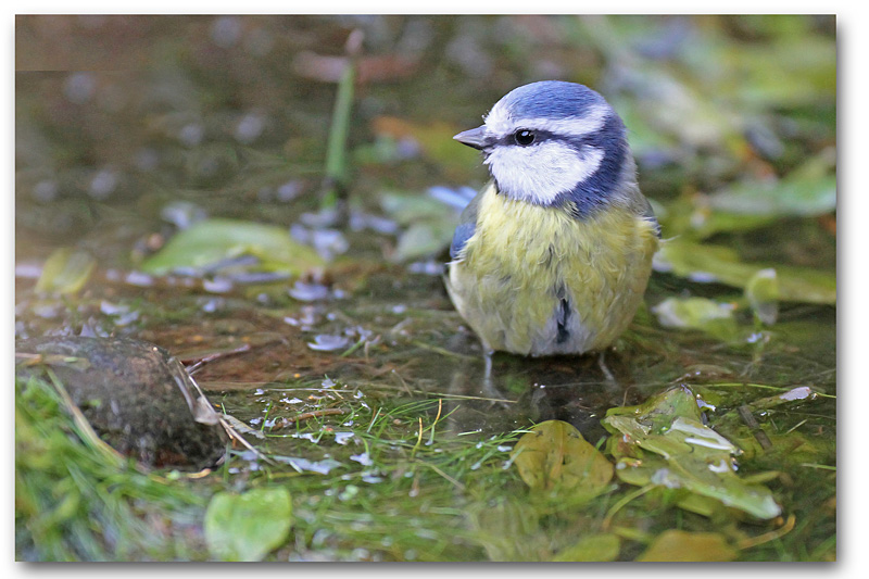 Mésange bleue bain 1 copie.jpg