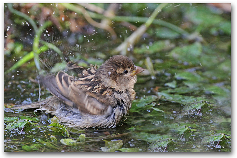 Moineau domestique F au bain 5 copie.jpg