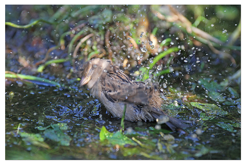 Moineau domestique F au bain 8 copie.jpg
