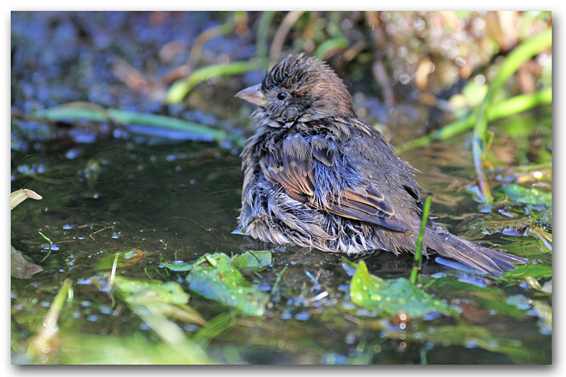 Moineau domestique F au bain 13 copie.jpg