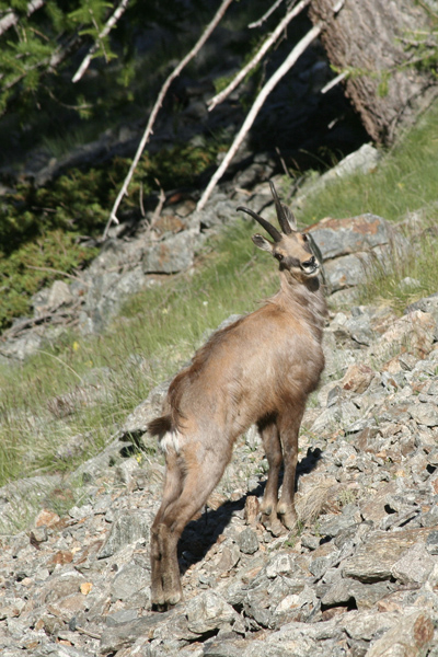 chamois_5830.jpg