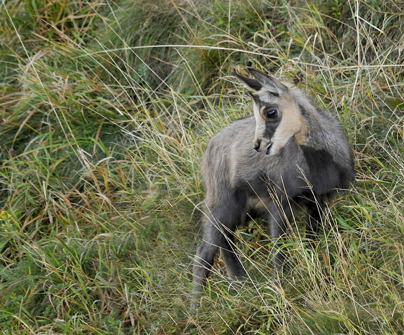 Chamois 086b.jpg