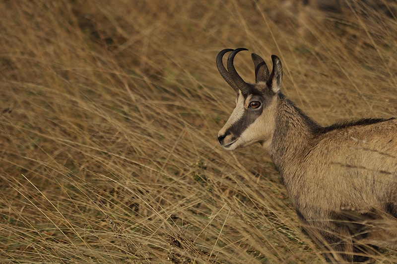 Chamois 179.jpg