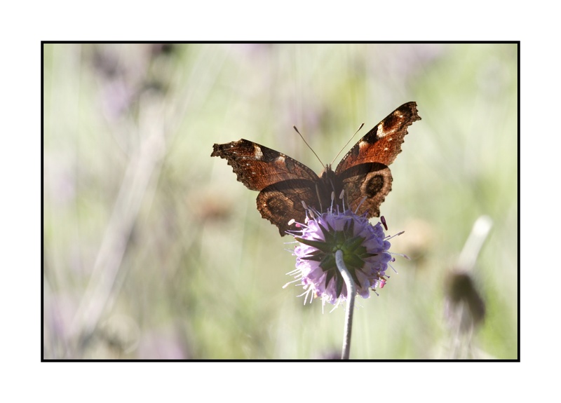 Inachis io (paon de jour) - IMG_6028.jpg