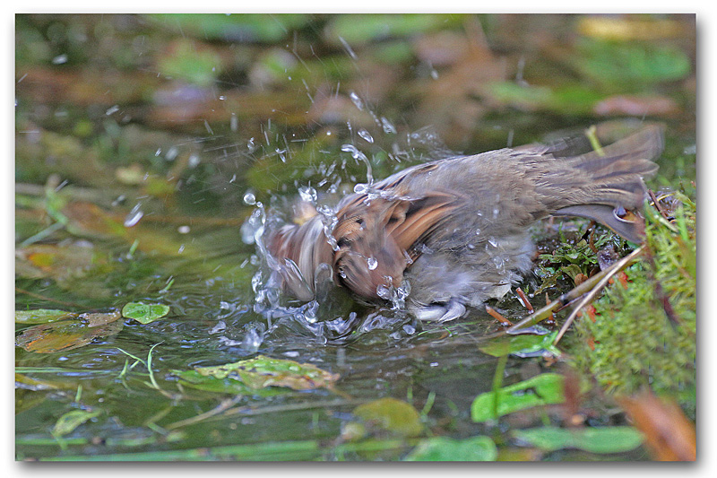 Moineau domestique M au bain 7 copie.jpg