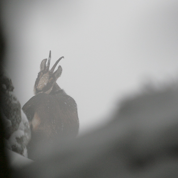 concours image et nature-chamois-grosbonre.jpg