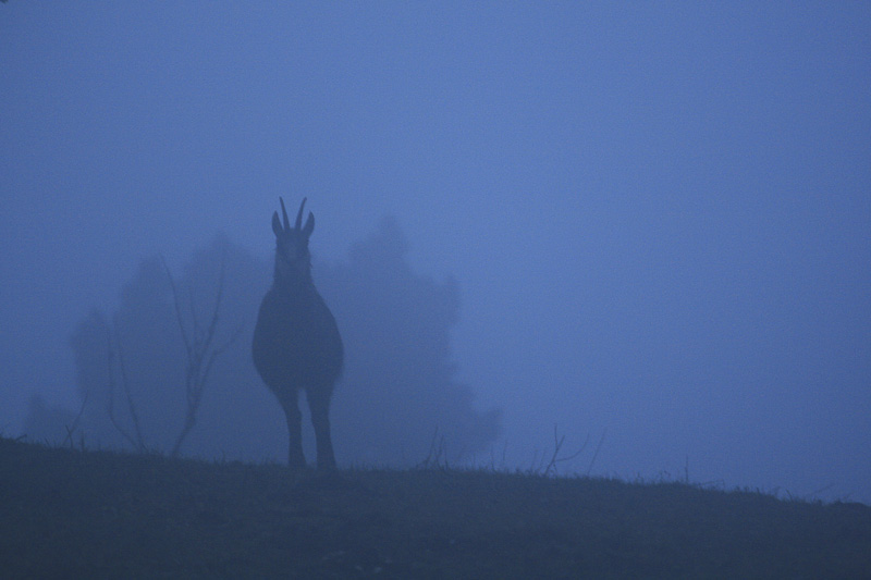 concours image et nature-chamois-grosbonre-3.jpg