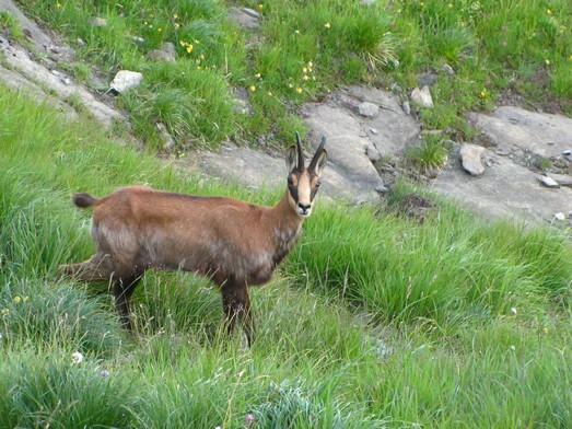 chamois  22.JPG