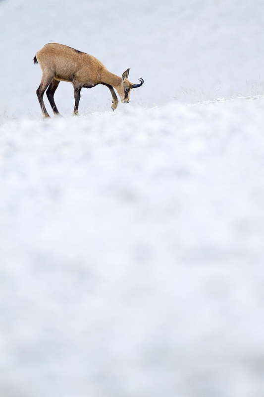 20120725 Chamois_33.JPG